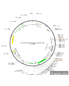 pLV3-CMV-MIR21(human)-CopGFP-Puro