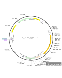 PiggyBac-CMV-HTR3B(human)-Puro