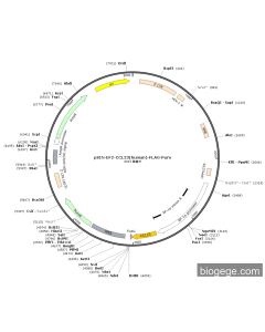 pSIN-EF2-CCL23(human)-FLAG-Puro