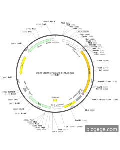 pCMV-LILRA6(human)-3×FLAG-Neo