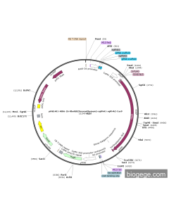 pHSE401-AtU6-26-RbohD(Chrysanthemum)-sgRNA1-sgRNA2-Cas9