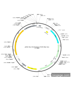 pPGK-Fluc-NF1(human)-3'UTR-Rluc-Neo