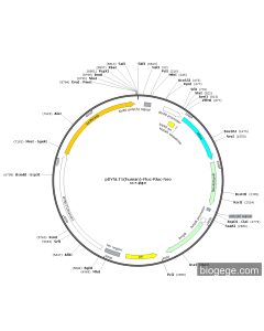 pDYNLT1(human)-Fluc-Rluc-Neo
