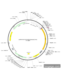 pCMV-HA-FLAG-Htr2c(mouse)-Neo