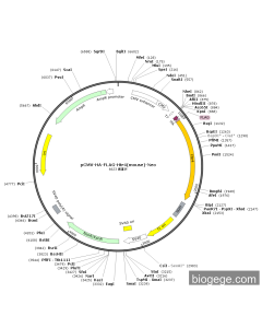 pCMV-HA-FLAG-Htr4(mouse)-Neo