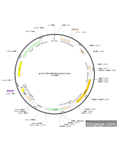 pLV3-CMV-Mthfd2(mouse)-Puro