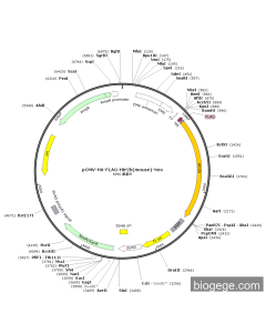 pCMV-HA-FLAG-Htr2b(mouse)-Neo