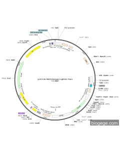 pLV3-U6-MAS1(human)-sgRNA1-Puro