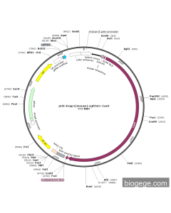 pU6-Keap1(mouse)-sgRNA1-Cas9