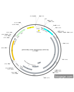 pSV40-hRluc-5UTR-JAK3(human)-3UTR-Fluc
