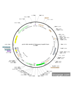 pLV3-CMV-circ0014773(mouse)-CopGFP-Puro