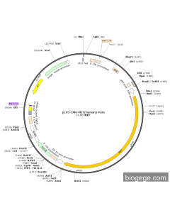 pLV3-CMV-MET(human)-Puro