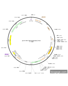 pLV3-CMV-CDKN2A(human)-Puro