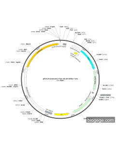 pPDCD4(mouse)-Fluc-SV40-hRluc-Neo