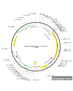 pCMV-CASP8(human)-3×FLAG-Neo