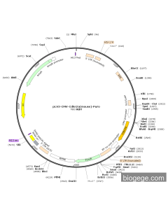 pLV3-CMV-Cdkn2a(mouse)-Puro