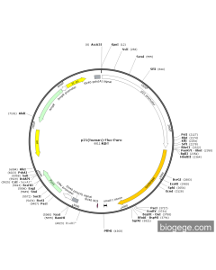 p21(human)-Fluc-Puro
