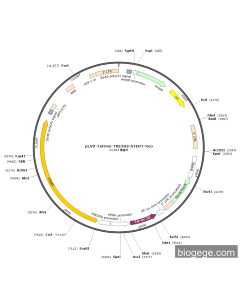 pLVX-TetOne-TRE3GS-hTERT-Neo