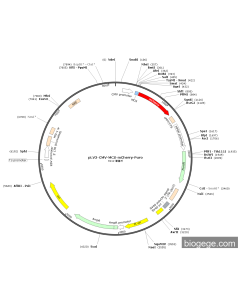 pLV3-CMV-MCS-mCherry-Puro