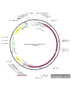 pU6-Keap1(mouse)-sgRNA2-Cas9