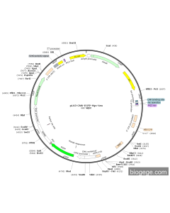 pLV3-CMV-EGFP-Myc-Neo
