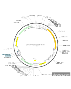pCMV-PRKN(human)-8×His-Neo