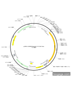 pCMV-LILRB5(human)-3×FLAG-Neo
