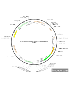 pLV2-CMV-GPX4(human)-EGFP-3×FLAG-3UTR-Puro