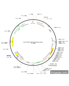 pLV3-CMV-CDKN1A(mouse)-Puro