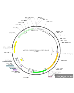 pCAG-3×FLAG-CCR7(human)-2-EGFP-StrepII