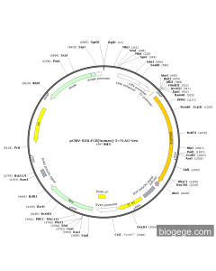pCMV-SIGLEC8(human)-3×FLAG-Neo