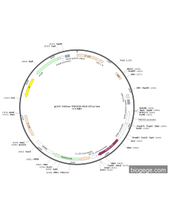 pLVX-TetOne-TRE3GS-MCS-EF1a-Neo