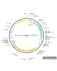 pSV40-Rluc-FLAG-ISG20(human)-3'UTR-mut-HSVTK-Fluc
