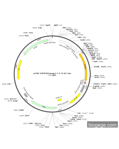 pCMV-IGFBP3(human)-2-3×FLAG-Neo