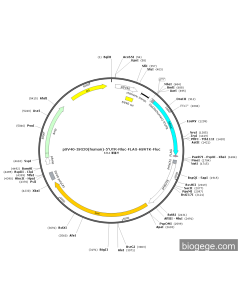 pSV40-ISG20(human)-5'UTR-Rluc-FLAG-HSVTK-Fluc