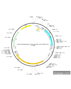 pSV40-ISG20(human)-5'UTR-mut-Rluc-FLAG-HSVTK-Fluc