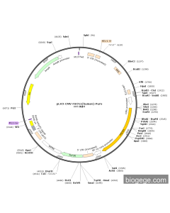 pLV3-CMV-FSCN1(human)-Puro