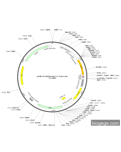 pCMV-IL26(human)-3×FLAG-Neo