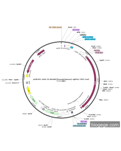 pHSE401-AtU6-26-RbohD(Chrysanthemum)-sgRNA1-MCS-Cas9