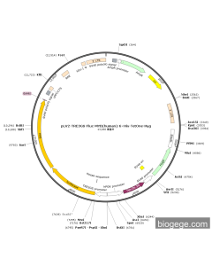 pLV2-TRE3GS-Fluc-MYB(human)-6×His-TetOne-Hyg
