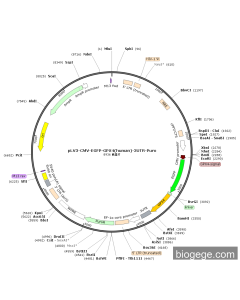 pLV3-CMV-EGFP-GPX4(human)-3UTR-Puro