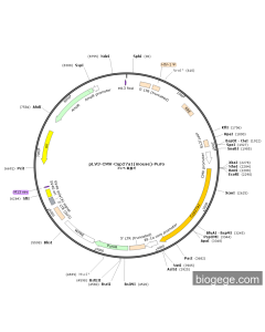 pLV3-CMV-Cyp27a1(mouse)-Puro