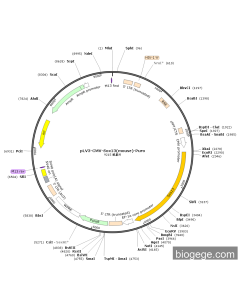 pLV3-CMV-Sox13(mouse)-Puro