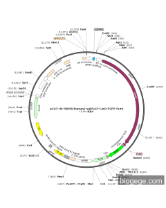 pLV3-U6-RBM3(human)-sgRNA3-Cas9-EGFP-Puro