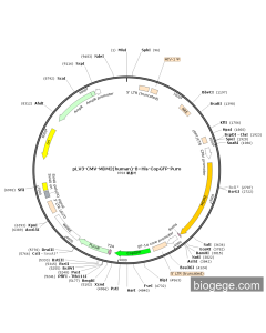 pLV3-CMV-MDM2(human)-8×His-CopGFP-Puro