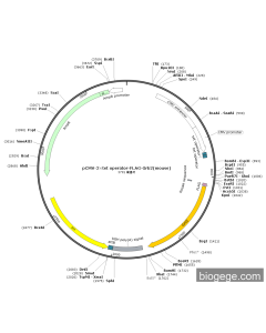 pCMV-2×Tet operator-FLAG-Grb2(mouse)