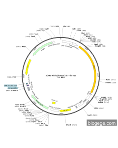 pCMV-KRT1(human)-8×His-Neo