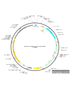 pPGK-Fluc-Tmbim6(mouse)-3UTR-hRluc