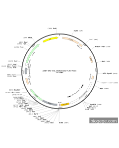 pSIN-EF2-CCL15(human)-FLAG-Puro