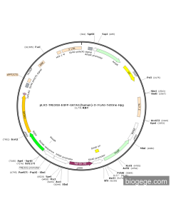 pLV2-TRE3GS-EGFP-GATA1(human)-3×FLAG-TetOne-Hyg